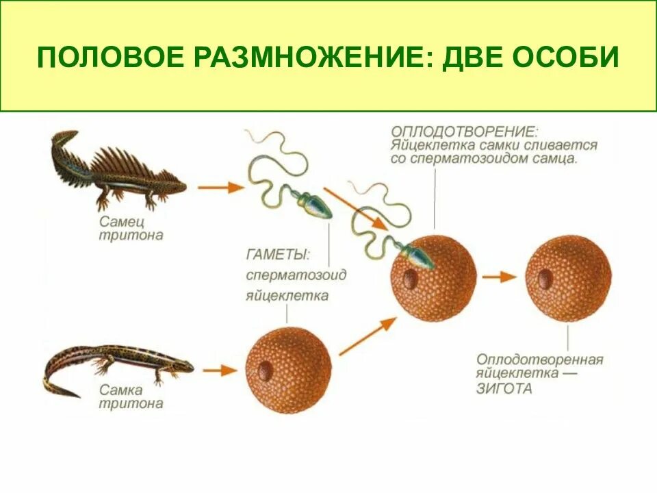 Партеногенез тип размножения. Размножение тритонов схема. половое размножение животных. половое и неполовое размножение. виды полового размножения.