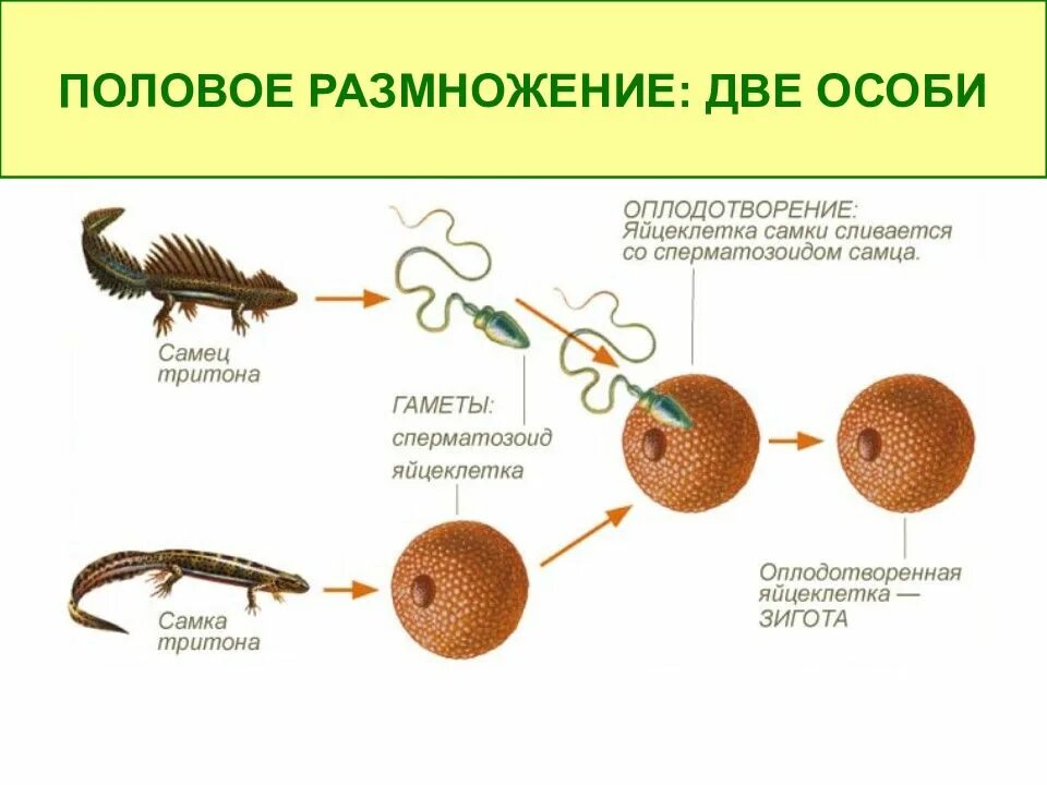 Образование спор партеногенез. Размножение тритонов схема. Половое размножение животных. Половое и неполовое размножение. Виды полового размножения.