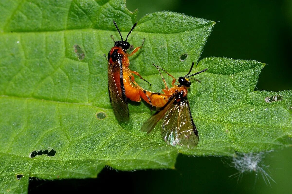 Рапсовый пилильщик. Athalia rosae личинка. Рапсовый пилильщик. Athalia rosae гусеница. Жук пилильщик.