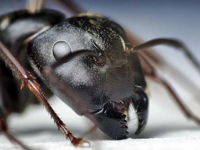 carpenter ant head 6.7x - www.photomacrography.net
