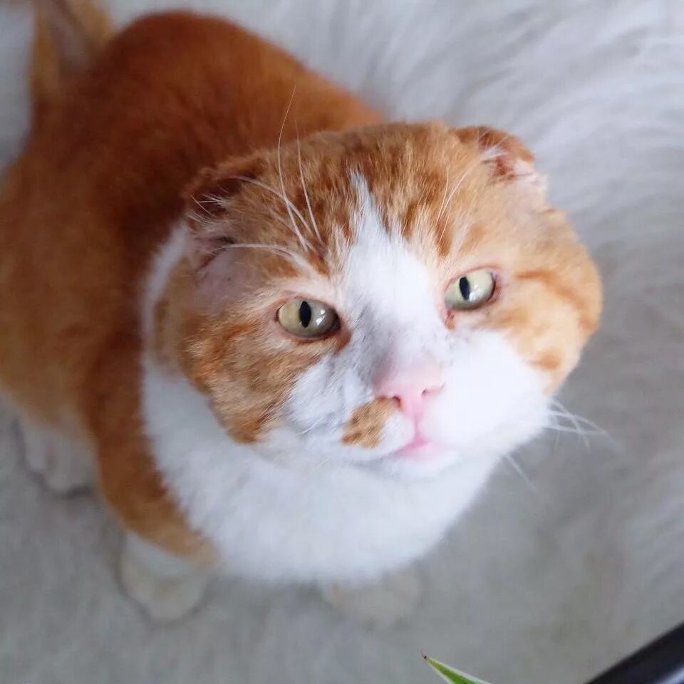 Кот без уха. Безухий кот. кошка без уха. котик без ушей. котята без ушей.