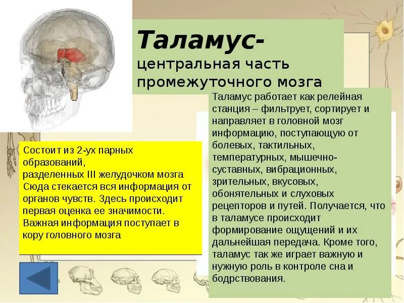 Центры ориентировочных рефлексов человека находятся в. Промежуточный мозг таламус строение и функции. Функция таламуса в головном мозге. Промежуточный мозг строение и функции рефлексы. Функции таламуса человеческого мозга.