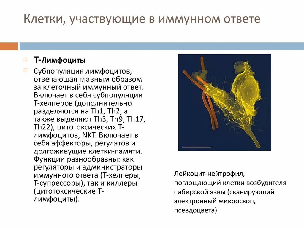 Клетки участвующие в иммунном ответе. Какие клетки участвуют в иммунном ответе. Функции клеток принимающих участие в иммунном ответе. Дополнительные клетки участвующие в иммунном ответе.