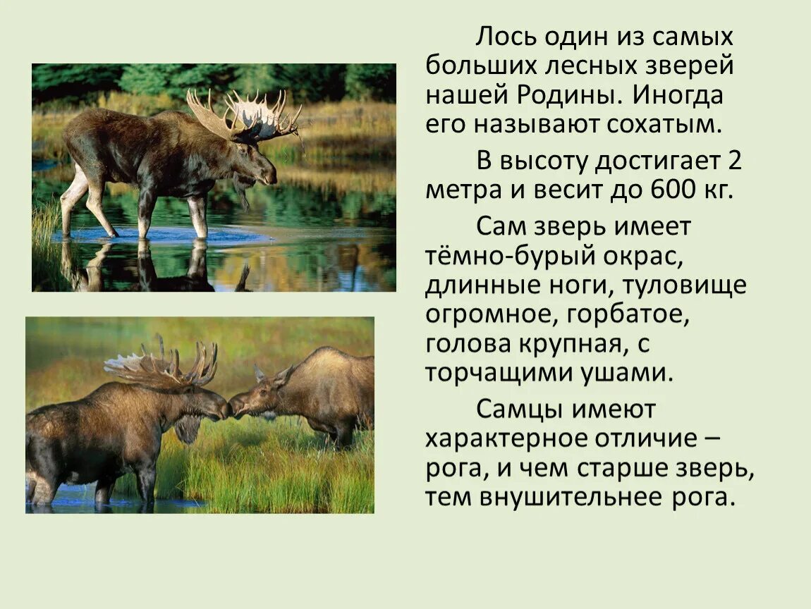 Лось сочинение 2. Рассказ по картине лоси 2 класс. Рассказ про лося для 2 класса. Сочинение по картине лоси 2 класс. Загадка про лося 2 класс.