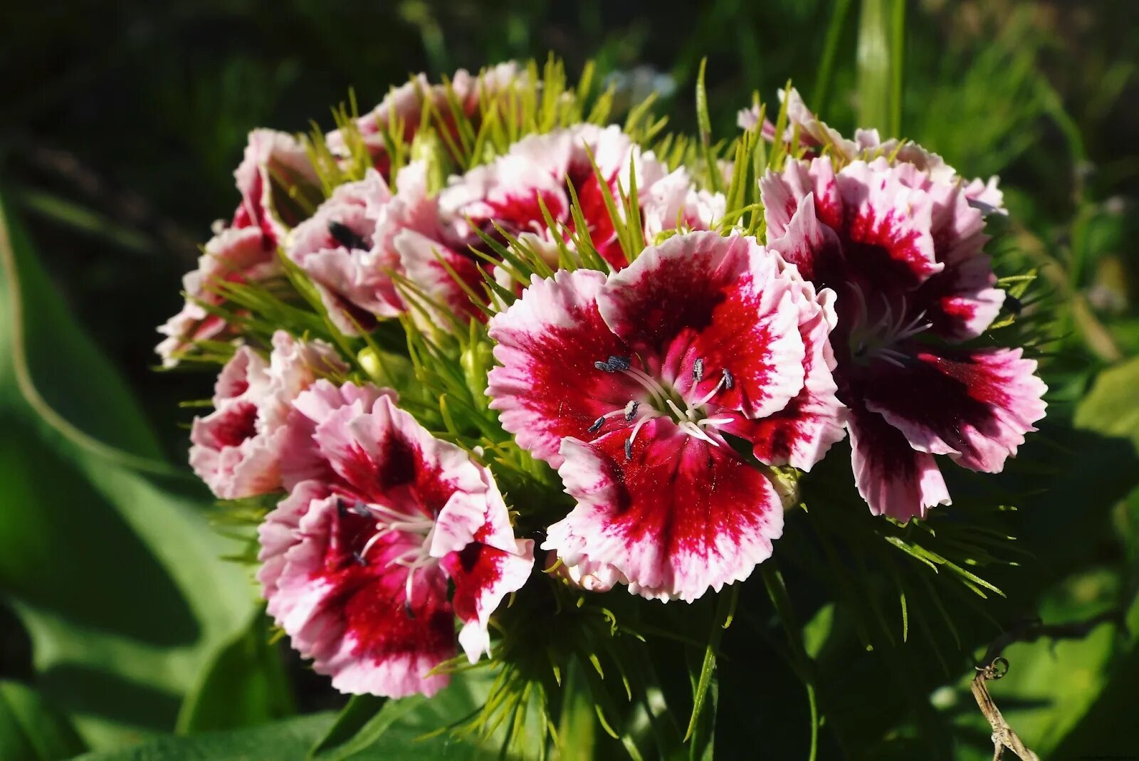 Фотографии гвоздики. Гвоздика бородатая - Dianthus barbatus. Диантус, гвоздика (турецкая). Гвоздика Dianthus chinensis.