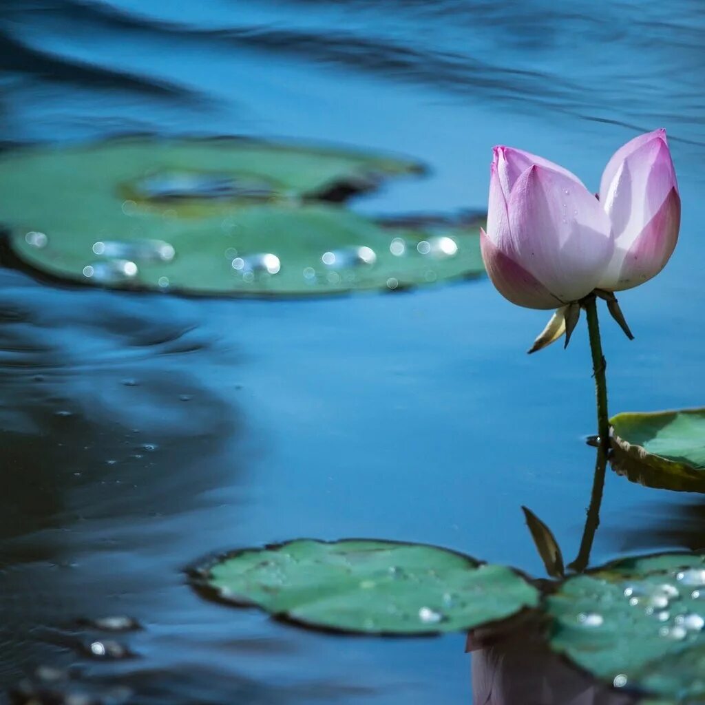 Пруд капля. Кги вода. Круги на воде. Круг в природе. Пруд капля.