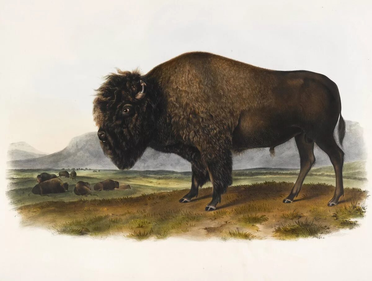 Год бизона. Bison americanus. Гигантский Бизон. Вымерший Бизон. Гигантский буйвол.