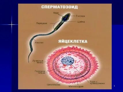 Зарисовать яйцеклетку