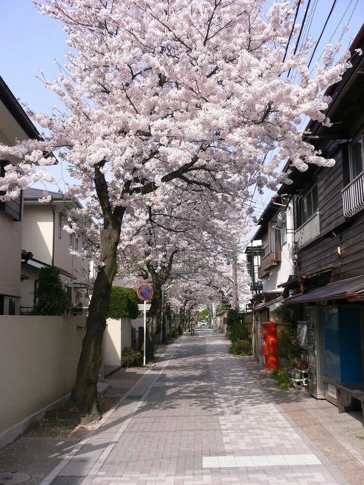 Japanese blossom. Магнолии Сеул. Корея Сеул Сакура. Токио Сакура. Япония улицы Киото Сакура.