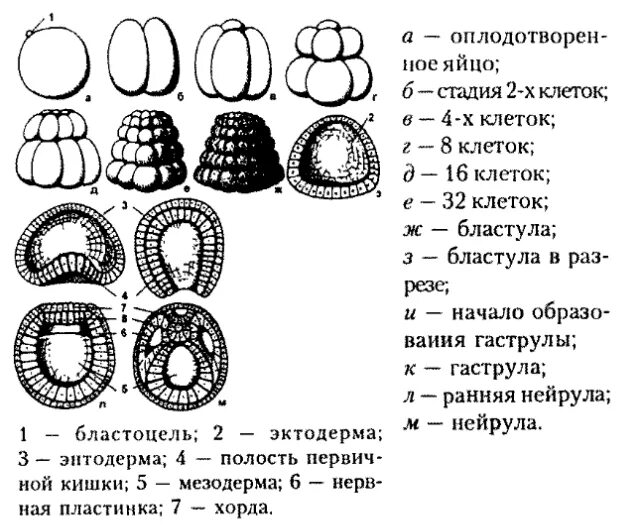 Эмбриогенез задания егэ
