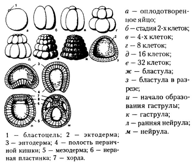 Онтогенез эмбриональное развитие схема. Схема дробления оплодотворенного яйца ланцетника. Дробление эмбриональный этап. Стадии эмбриогенеза схема.