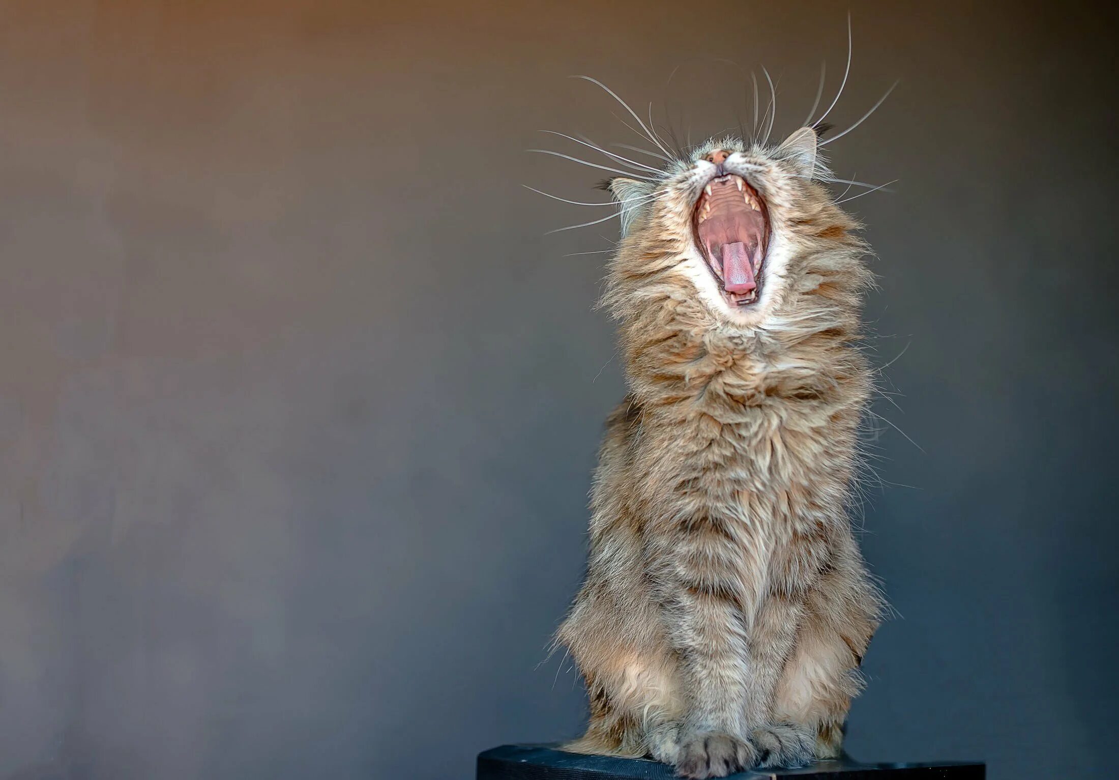 Кошка много мяукает