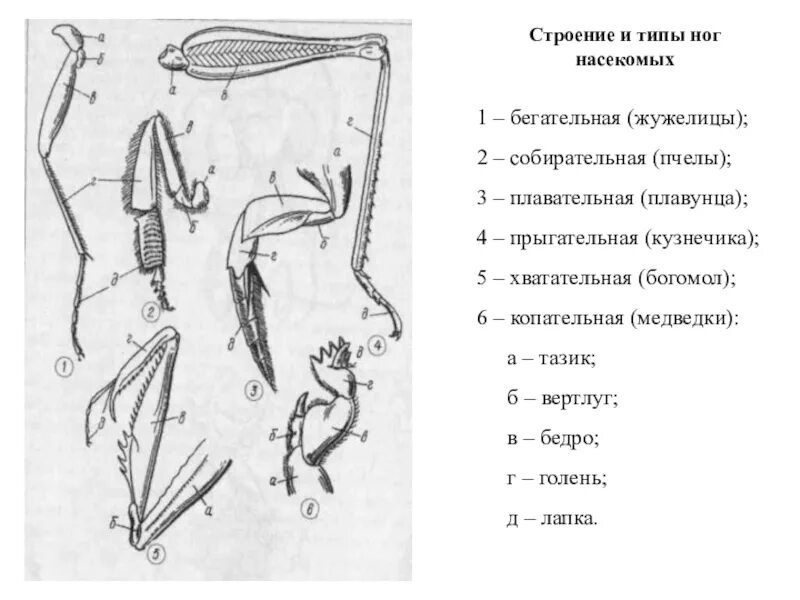 Бегательные типы конечностей насекомых. Строение ноги бегательного типа насекомого. Строение конечностей жука плавунца. Бегательная конечность строение. Конечности пчелы и кузнечика ласты дельфина