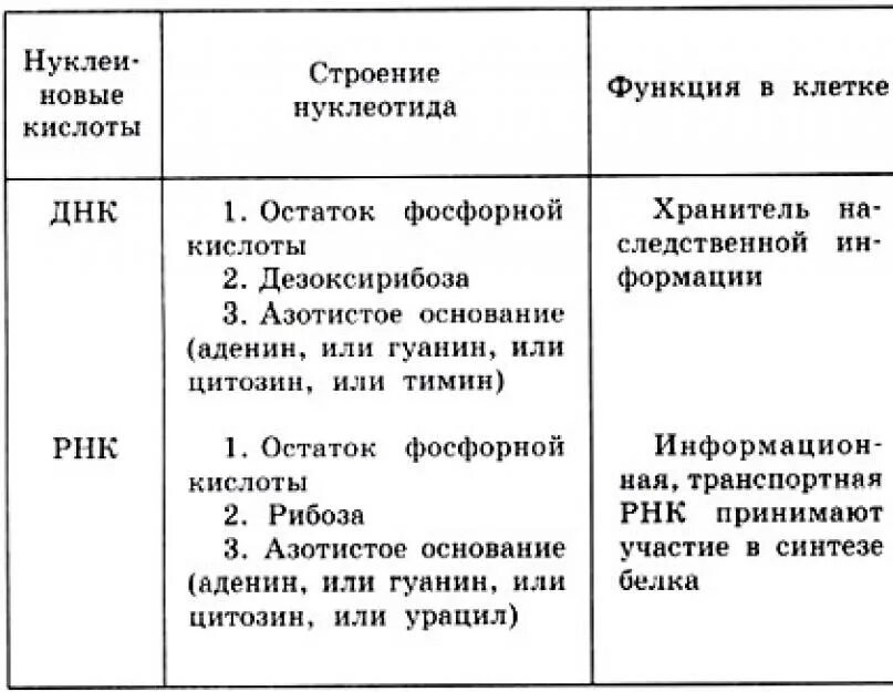 Дайте сравнительную характеристику днк и рнк. Строение и функции днк и рнк таблица. таблица строение и функции днк и рнк структура. строение днк и рнк таблица. строение днк и рнк и их функции.