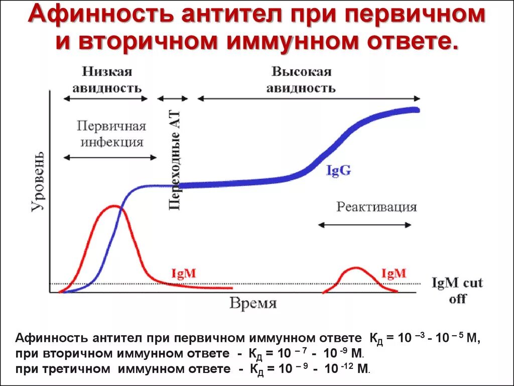 Результат теста на антитела. Антитела igg к коронавирусу. Пропадают ли антитела. Антитела к коронавирусу картинка. Сколько антител после прививки.
