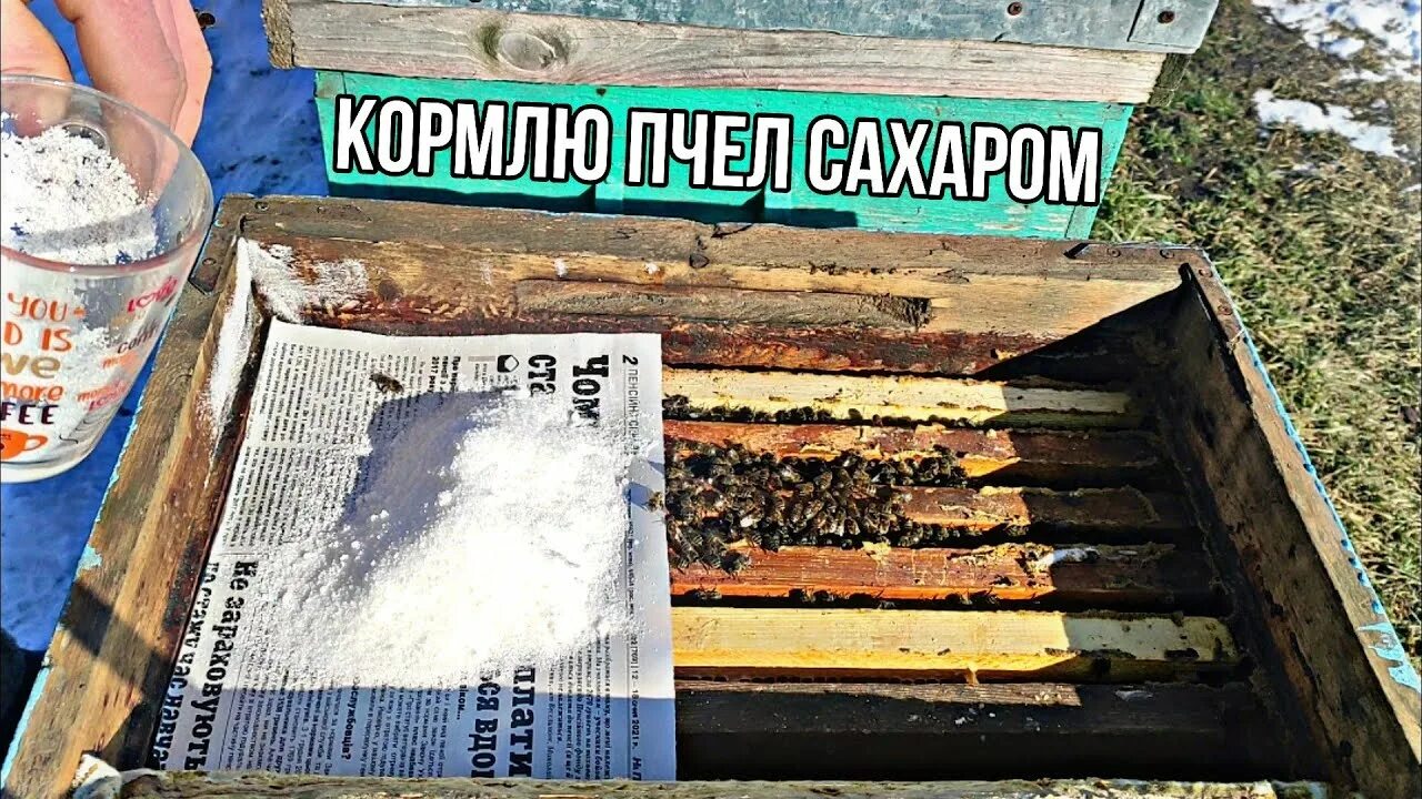 Подкармливать ли. Кормить сахаром пчел. Зимняя подкормка пчел. Кормежка для пчел. Корм для пчёл зимой.