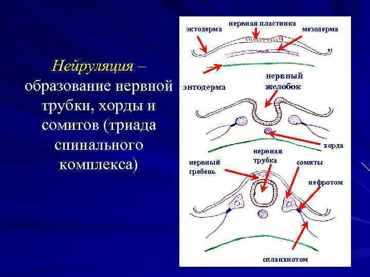 Сомиты нефротом спланхнотом. Сомиты хорда и нервная трубка. Сомиты мезодермы. Образование хорды и нервной трубки.