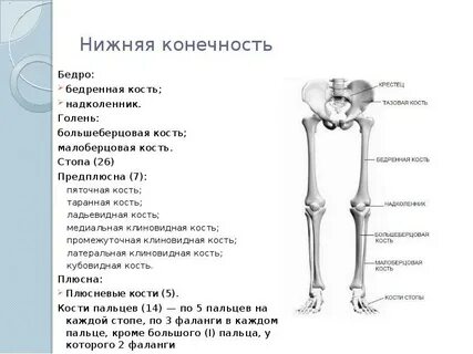 Кости нижней конечности ноги