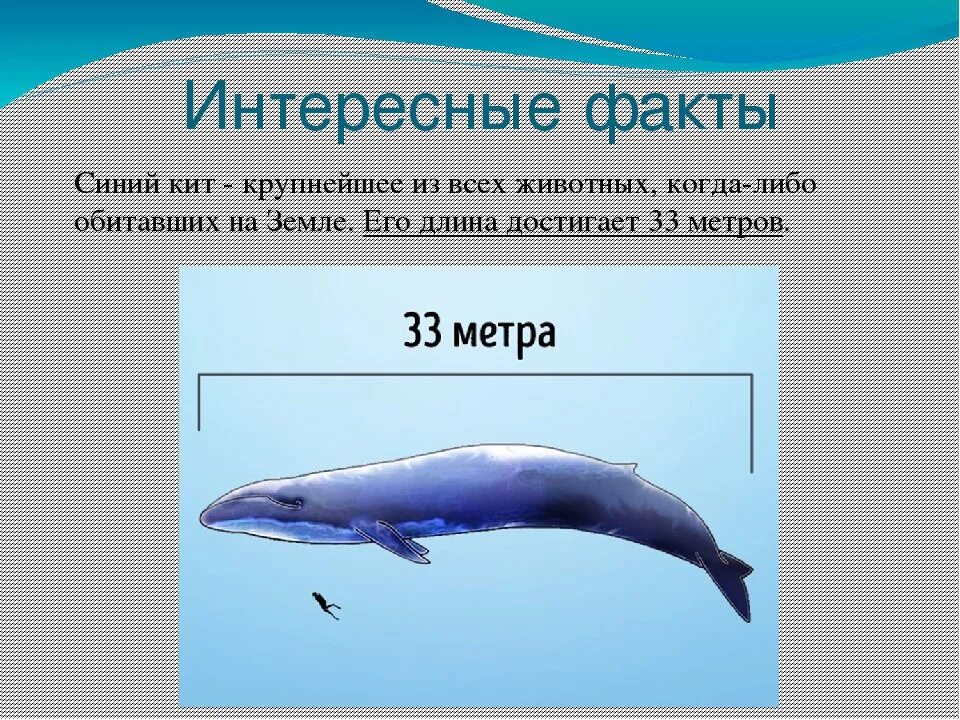 Почему кит зверь. Интересные факты о китах. Интересные факты о синем ките. Синий кит животное интересные факты. Интересные факты о китообразных.