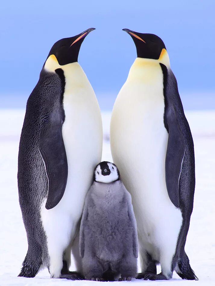 упитанный пингвин. детеныш пингвина. императорский пингвин в антарктиде. королевский пингвин в антарктиде. пингвины папуанские гнездо.