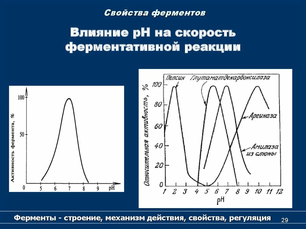 1 ферменты свойства. Свойства ферментов. Ферментативные реакции строение. Строение фермента. Основные свойства ферментов.