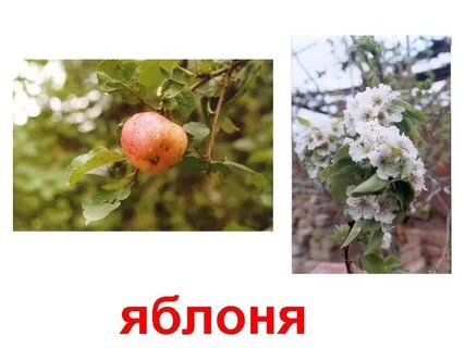 Возраст яблони