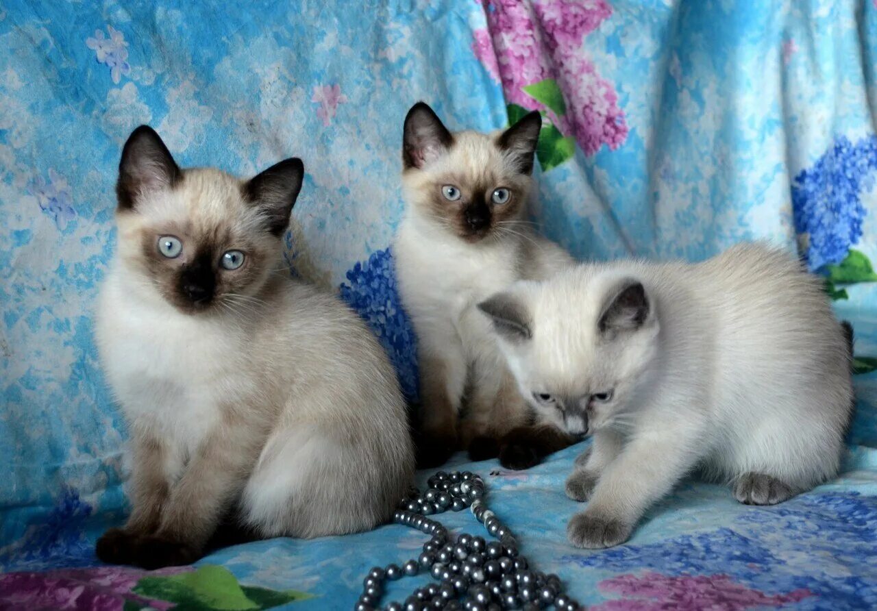 Фотографии кошек породы сиамских кошек. Тайская старосиамская кошка. Сиамская порода кошек. Сиамская и тайская кошка. Сиамские тайские котята.