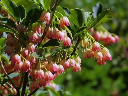 Red bells