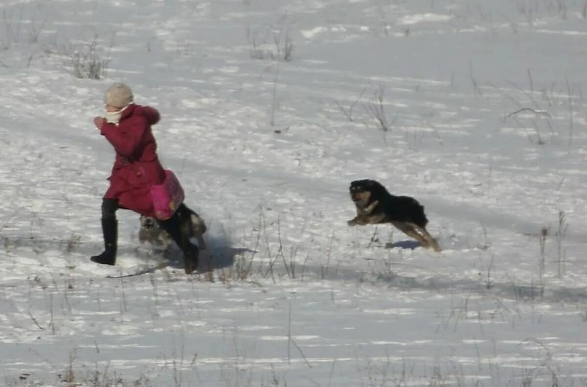 Нападение собак на ребенка