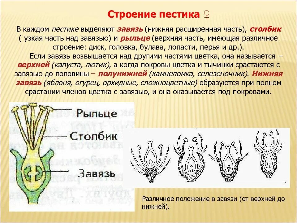 Функция пестика у цветка. Типы расположения завязи цветка. Верхняя и нижняя завязь. Положение завязи в цветке. Верхняя и нижняя завязь у цветка.