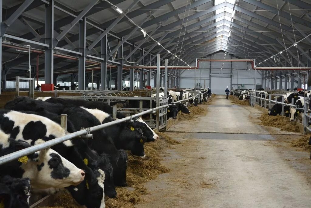 Животноводческий комплекс костромской. Деревенская ферма. Скотник на ферме. Коровы на ферме. Фермеры кировской области.