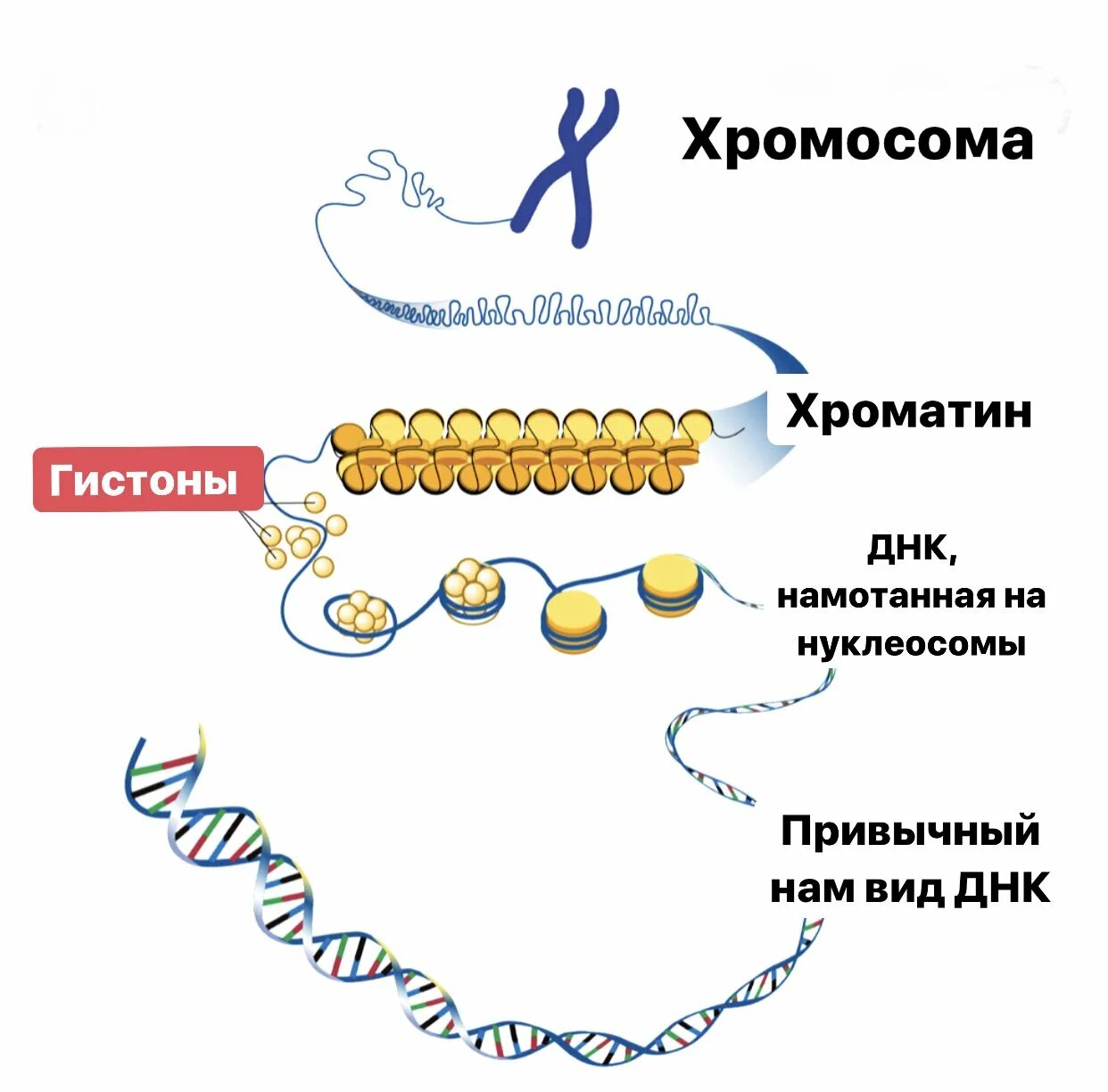 ДНК хроматин хромосома. ДНК И белки гистоны. Строение белков гистонов. Хромосомы ДНК +белки гистоны. Молекулы днк находится в хромосомах