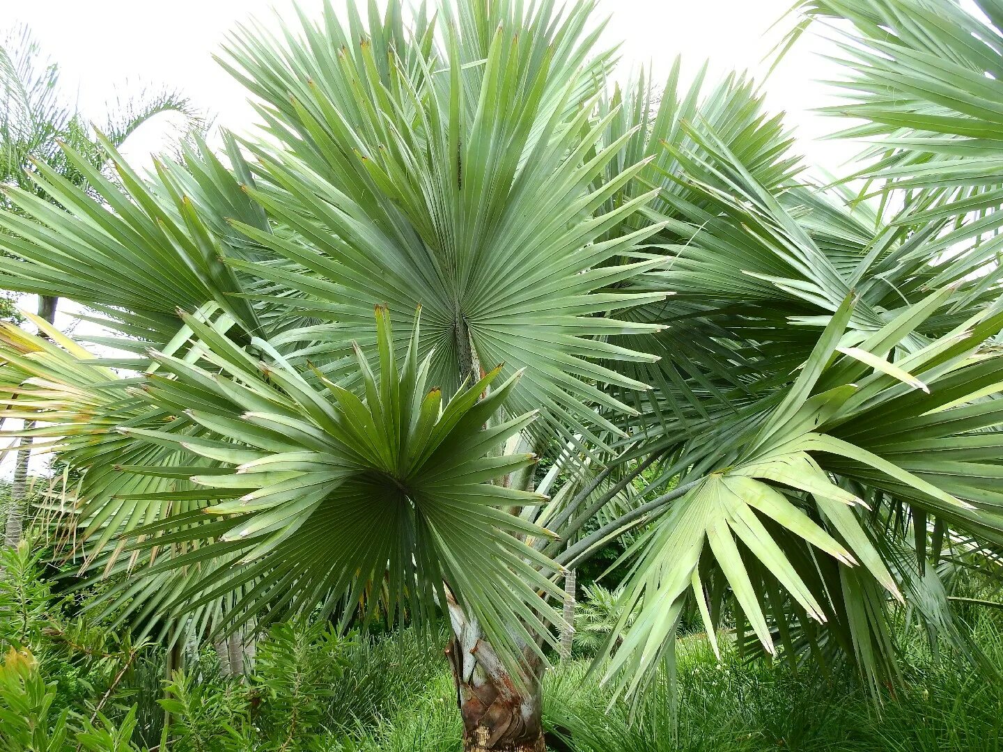 Пальма Корифа зонтичная. Corypha Umbraculifera. Корифа зонтоносная. Пальма Талипот.