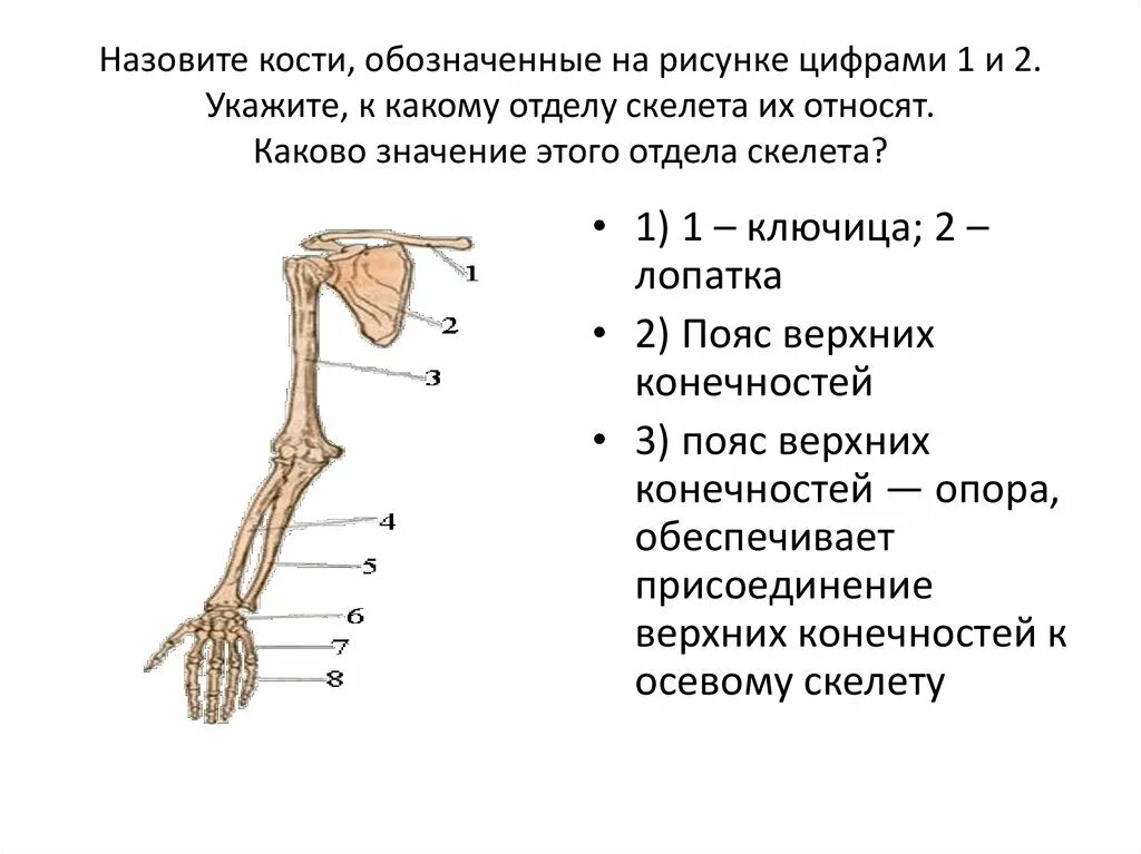 Какая структура обеспечивает кости в ширину. Назовите кости верхней конечности обозначенные цифрами 1-8. Определите что на рисунке обозначено цифрой 1 кости. Пояс верхних конечностей кости отдела. Строение верхней конечности человека.