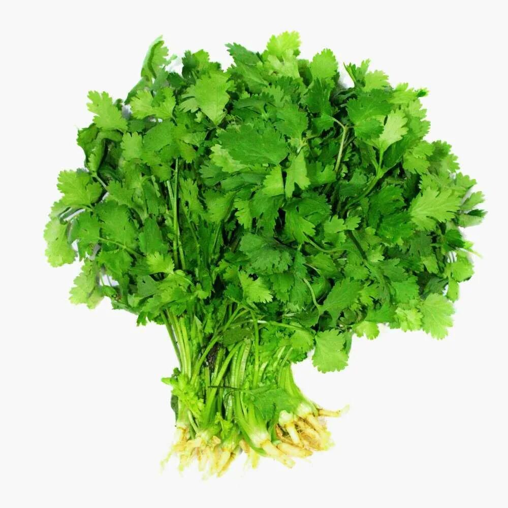 Петрушка другое название. Кинза cilantro. петрушка кориандр кинза. зелень кинза (кориандр). петрушка и кашнич.