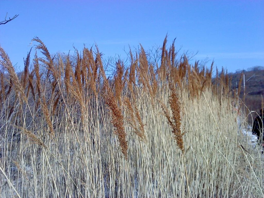 Тростник южный. Тростник phragmites Australis. Тростник Южный phragmites Australis. Тростник обыкновенный (phragmites communis. Тростник Южный (phragmítes Austrális).