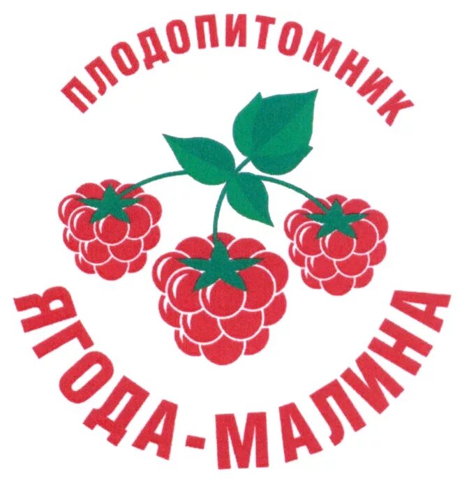Ягода малина филенино плодопитомник