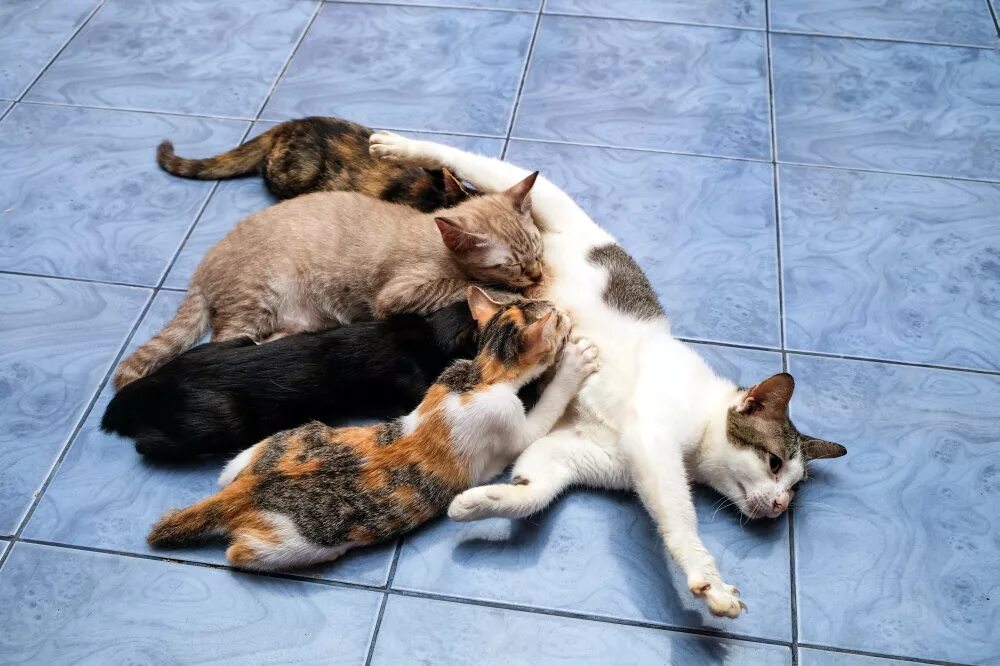 Сколько котят может быть у кошки. Кошка кормит котят. Кошка вскармливает котят. Кошка выкармливает котят. Кошка кормит котят молоком.