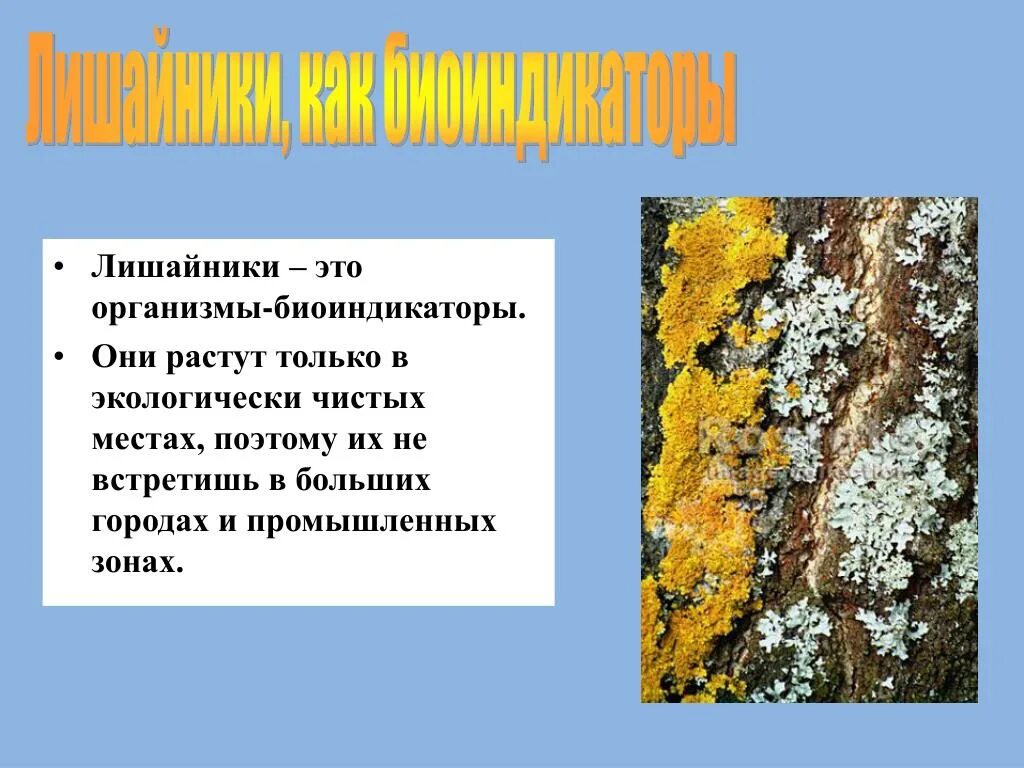 Лишайники биоиндикация. Лишайники являются биоиндикаторами на. Лишайники индикаторы чистоты. Лишайники биоиндикаторы чистоты воздуха. Лишайники чистоты воздуха