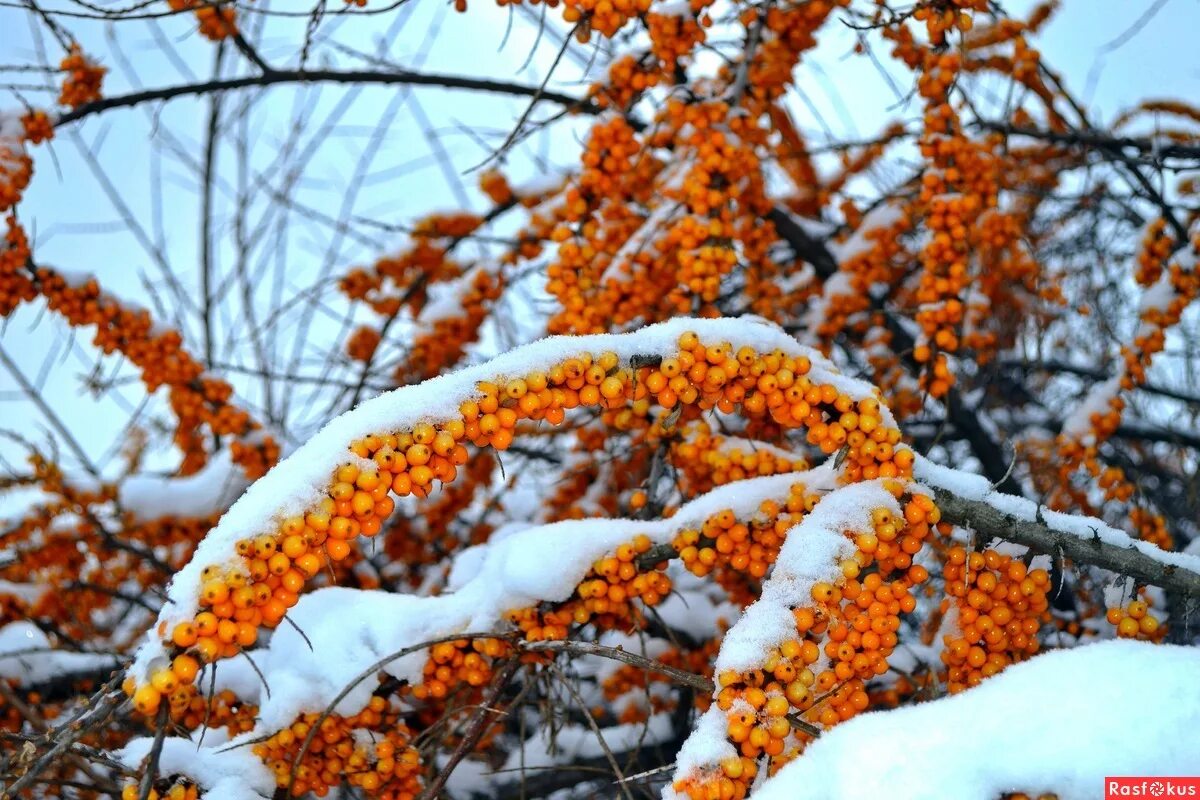 Облепиха с ягодами зимой. Облепиха куст зимой. Облепиха кынгырга. Чили облепиха. Облепиха под снегом.