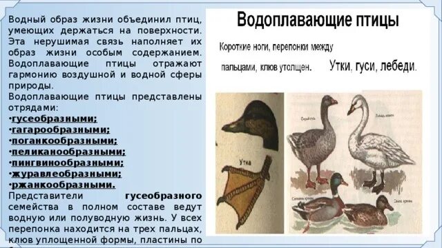 Особенности водоплавающих птиц. Водоплавающие птицы презентация. Водоплавающие птицы строение. Водоплавающие птицы презентация для дошкольников. Водоплавающие птицы характеристика.