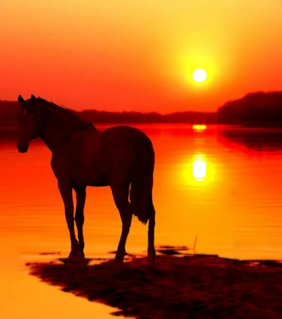 Конь на закате. Лошади на закате. Лошадь на Восходе. Конь на фоне заката.