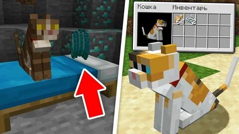Чем кормить кошку в майнкрафте
