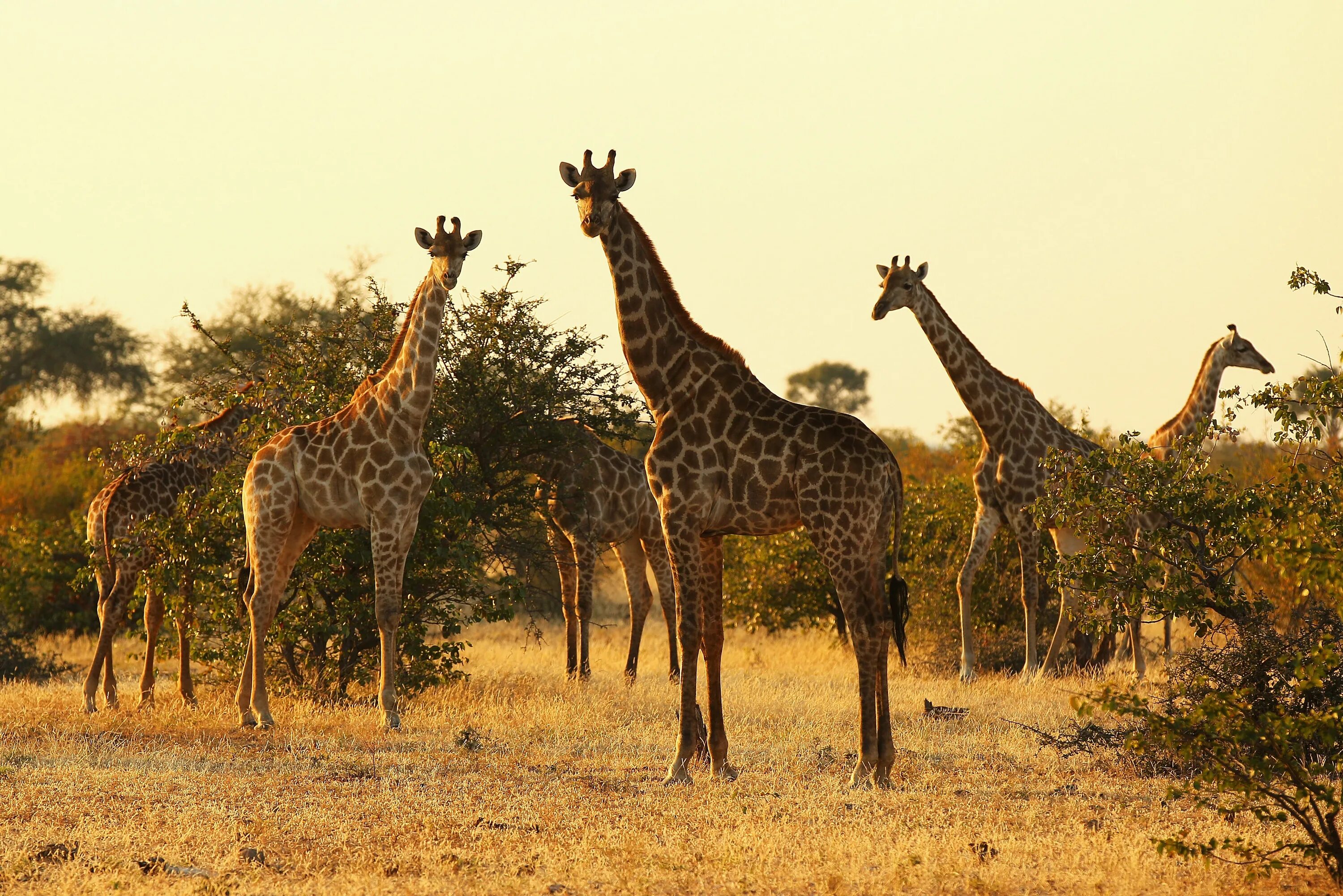 Кордофанский Жираф. Ангольский Жираф (Giraffa camelopardalis angolensis). Национальный парк Кисама Ангола. Ангола Саванна. Жираф африканское животное