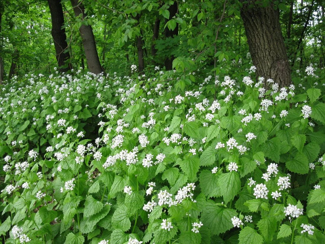 Alliaria officinalis. Чесночница черешковая растение. Чесночница черешчатая Alliaria petiolata. Чесночник черешчатый.