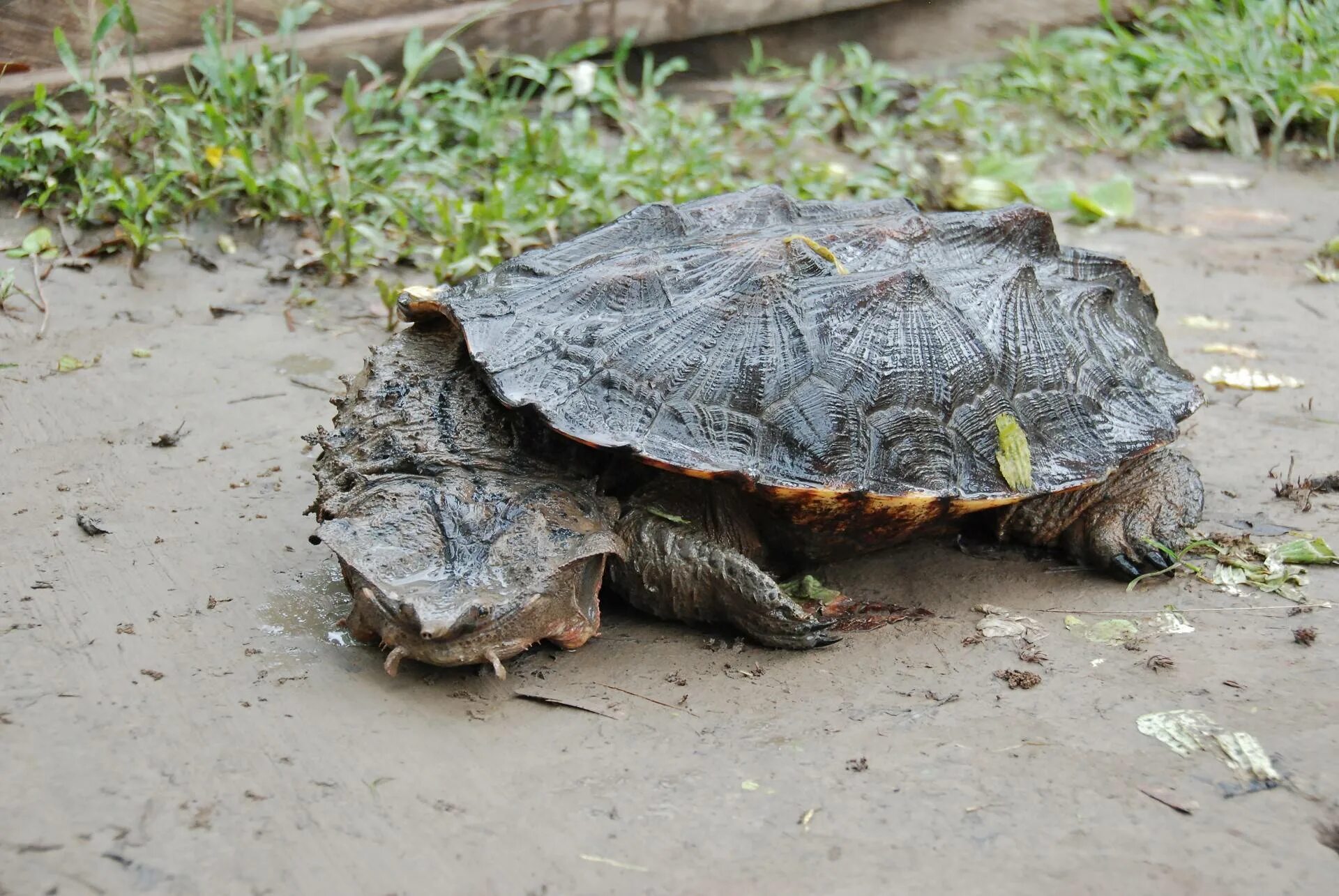 Матамата (chelus fimbriatus). Мата мата фо. Черепаха матамата. Черепаха матамата фото. Черепаха-гигант матамата.