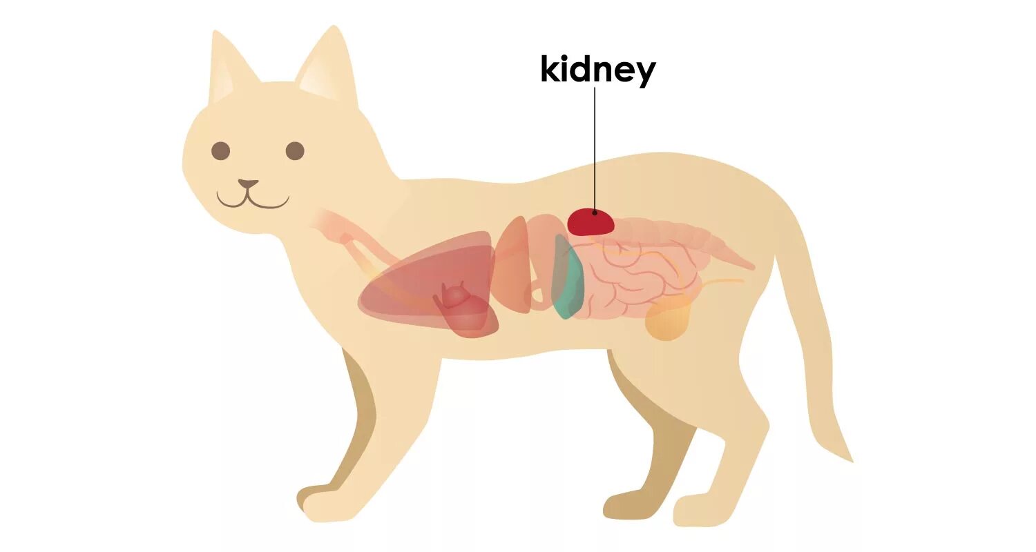 Cat organ. Внутренние органы кошки. Расположение внутренних органов у кота. Анатомия кота.