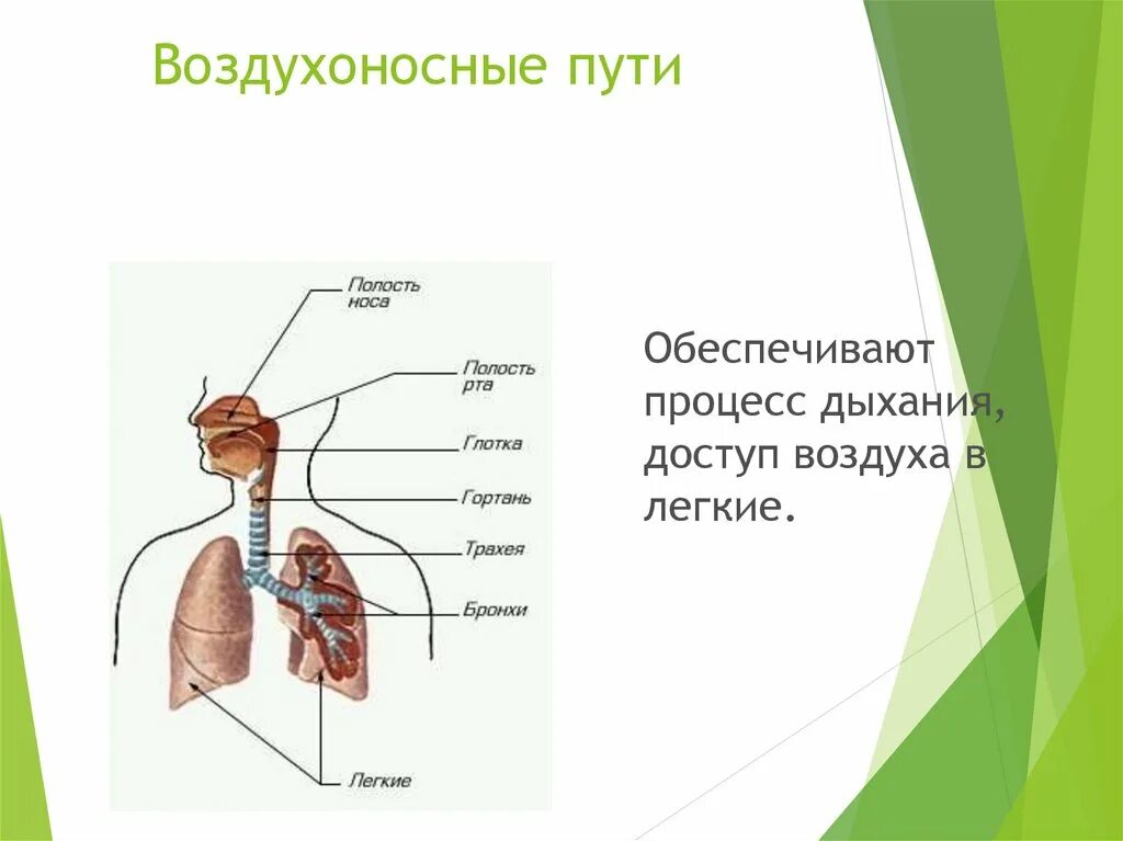 Воздухоносные пути дыхательной системы. Дыхательная система схема воздухоносные пути. Путь воздуха в дыхательной системе. Путь воздуха в легкие.