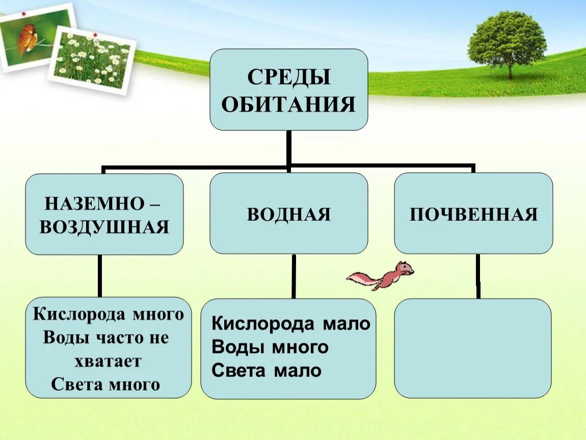 Какая среда обитания лучше. Среда обитания. Среда. Среды обитания организмов. Среды обитанияобитания.