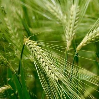 Орыс порно жұлдыздары